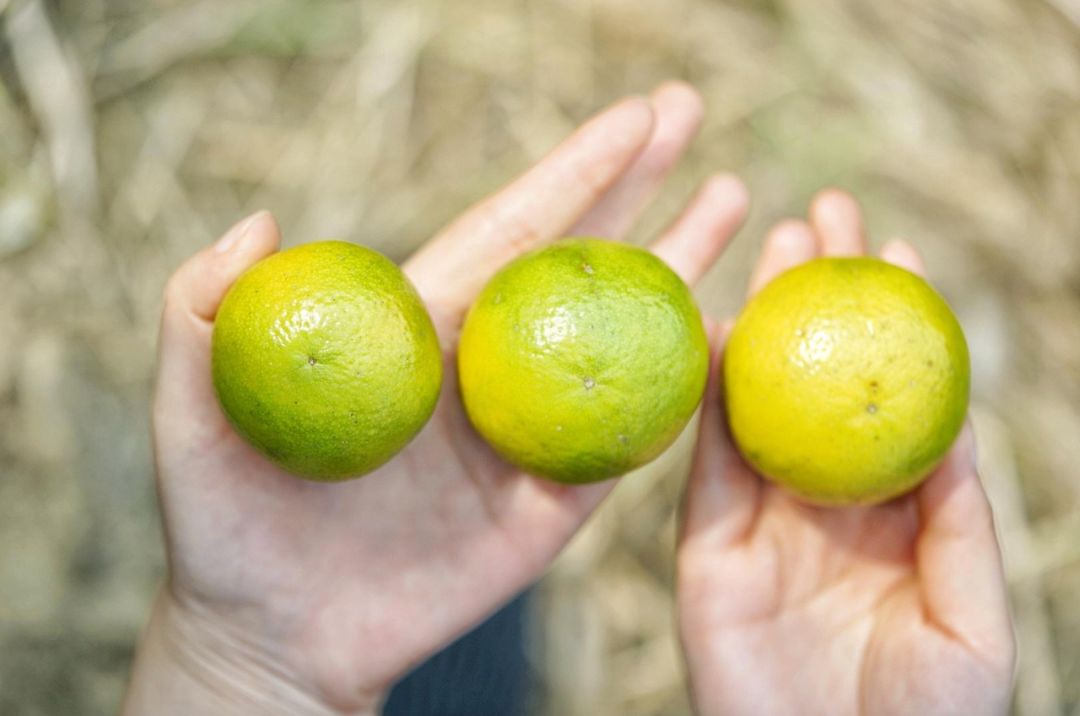 认识下广东人从小吃到大的宝藏水果，像冬季里清甜的山泉