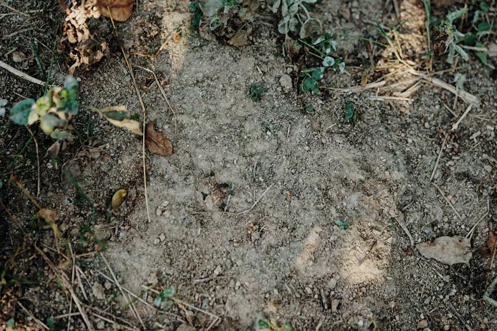 认识下广东人从小吃到大的宝藏水果，像冬季里清甜的山泉