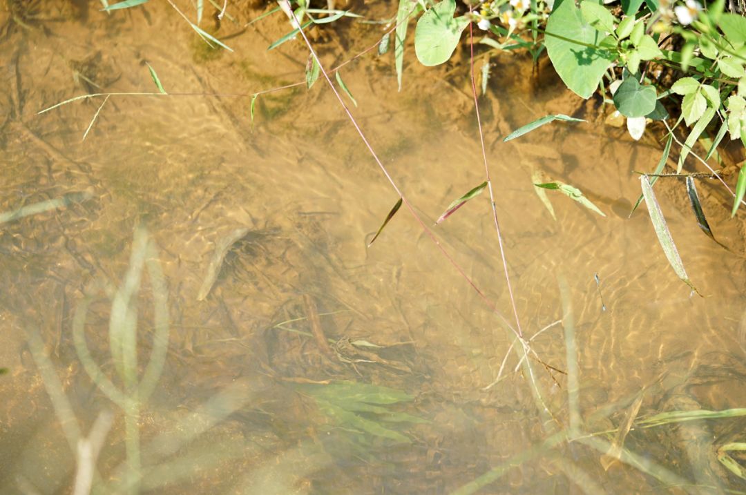 认识下广东人从小吃到大的宝藏水果，像冬季里清甜的山泉