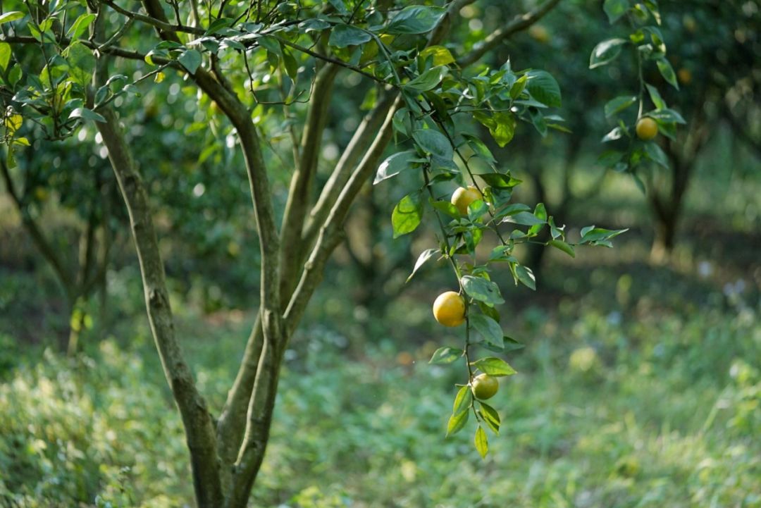 认识下广东人从小吃到大的宝藏水果，像冬季里清甜的山泉
