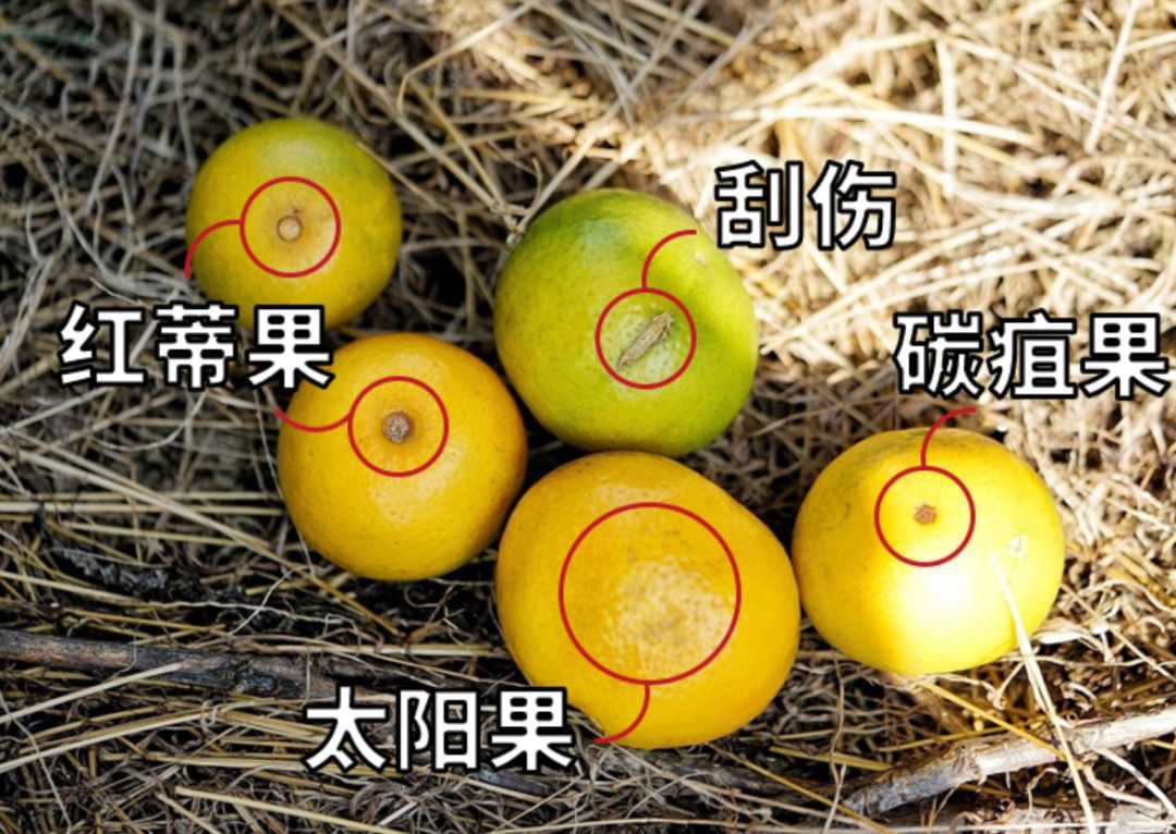 认识下广东人从小吃到大的宝藏水果，像冬季里清甜的山泉