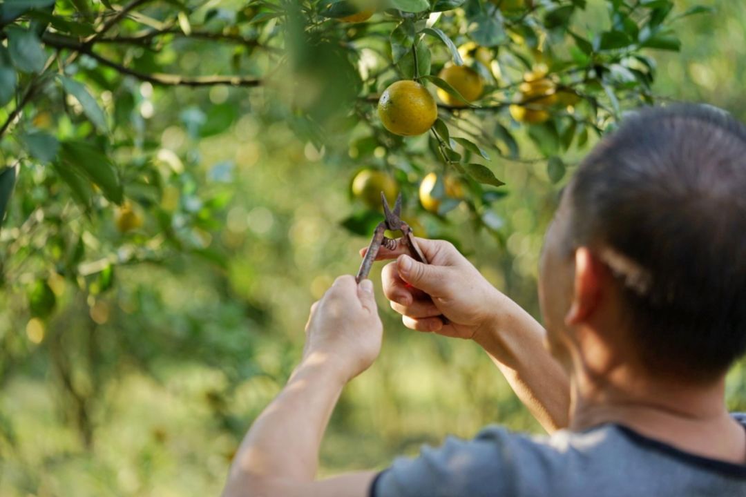 认识下广东人从小吃到大的宝藏水果，像冬季里清甜的山泉