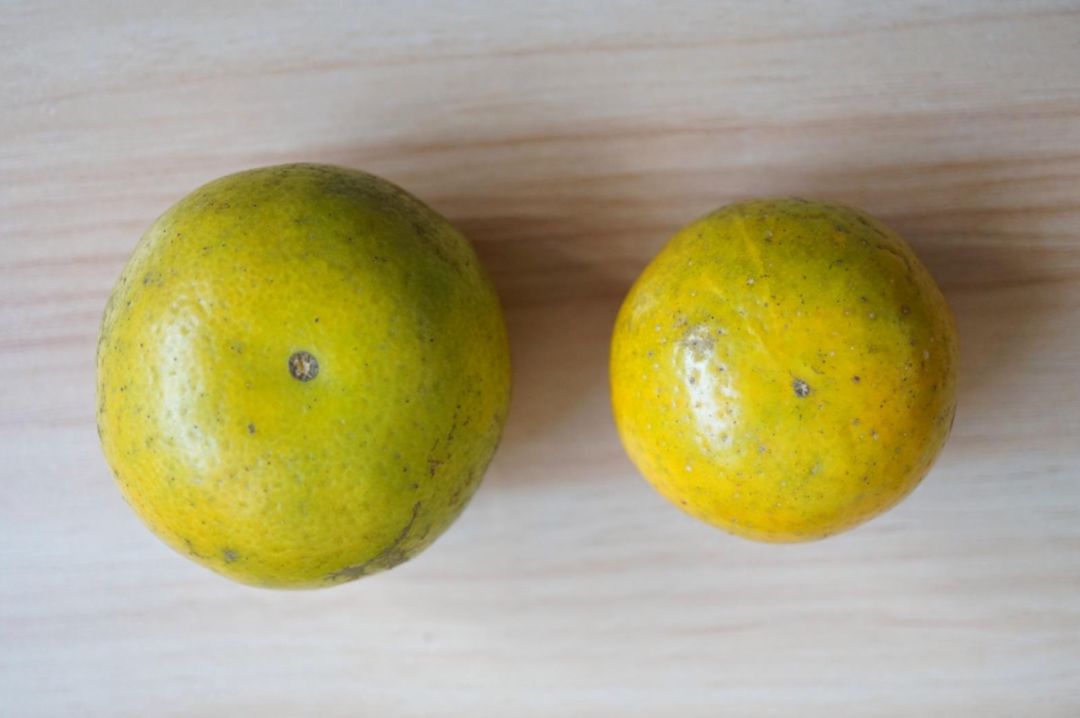 认识下广东人从小吃到大的宝藏水果，像冬季里清甜的山泉