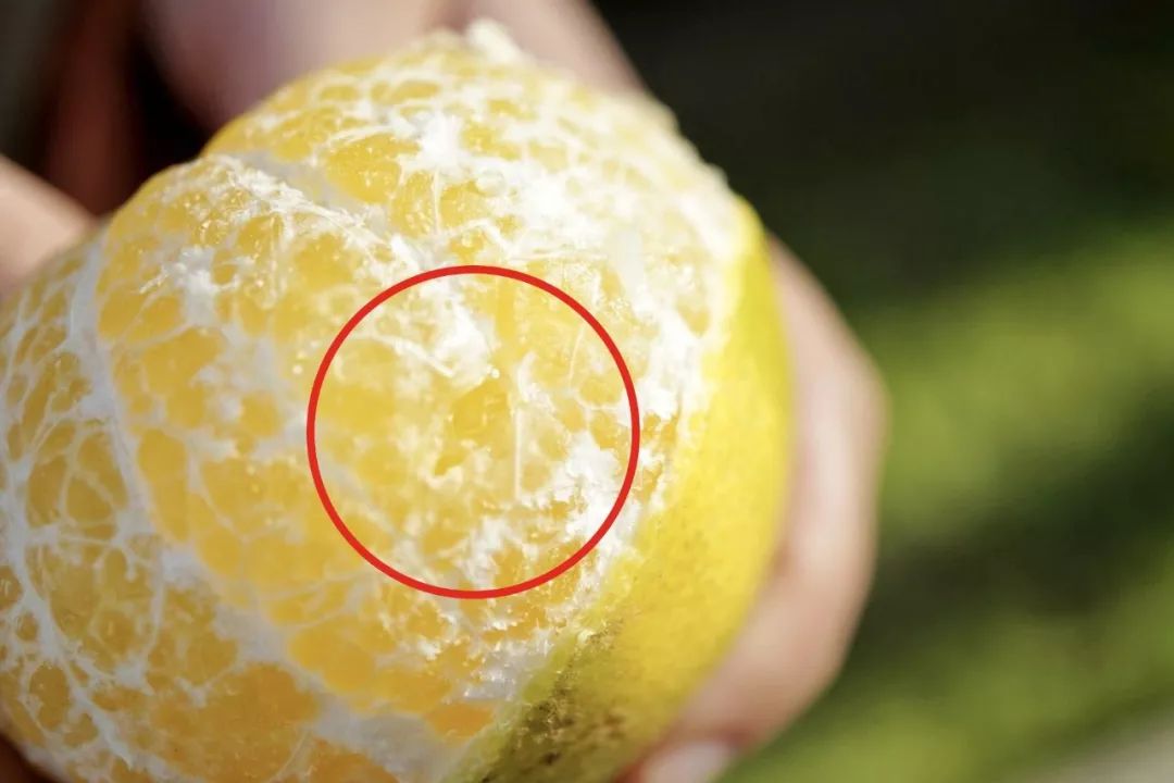 认识下广东人从小吃到大的宝藏水果，像冬季里清甜的山泉