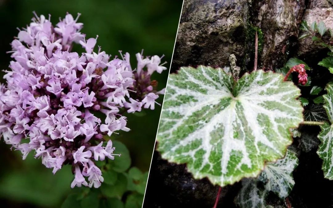 堪比“吸尘器”的洁面皂,洗净黑头去油脂,肌肤细腻滑溜溜