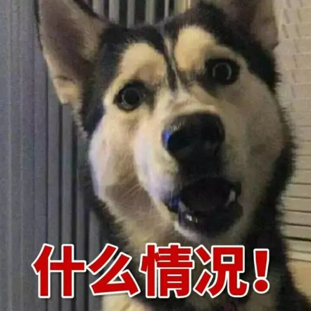 盘点狗狗智商排行榜前十,狗狗智商排行倒数20名