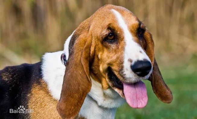 盘点狗狗智商排行榜前十,狗狗智商排行倒数20名