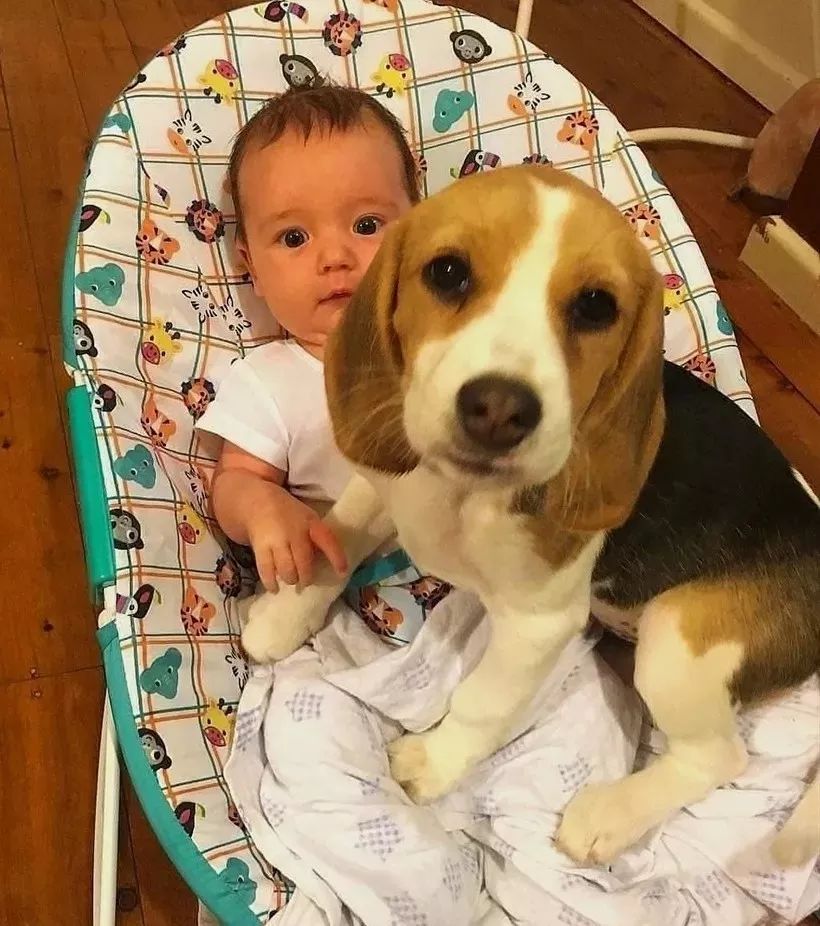 盘点狗狗智商排行榜前十,狗狗智商排行倒数20名