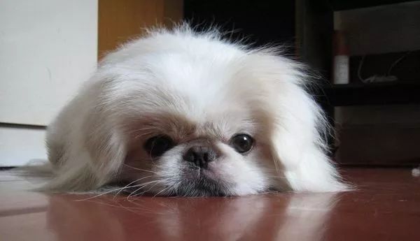 盘点狗狗智商排行榜前十,狗狗智商排行倒数20名