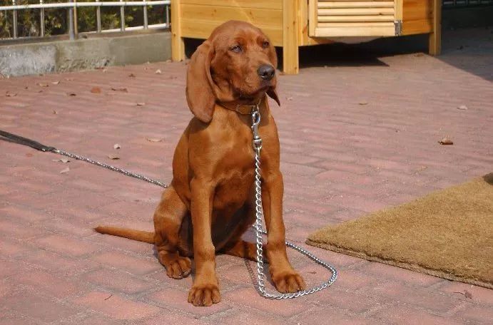 盘点狗狗智商排行榜前十,狗狗智商排行倒数20名