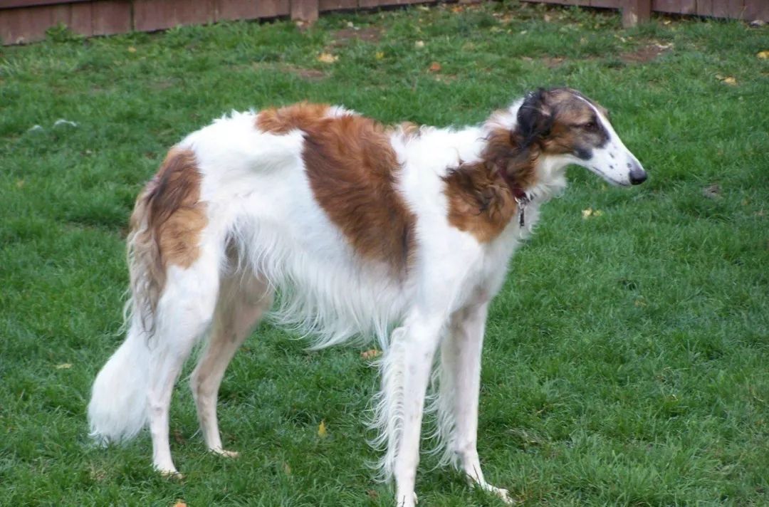 盘点狗狗智商排行榜前十,狗狗智商排行倒数20名