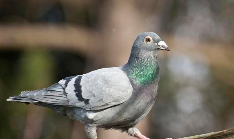 养鸽子的好处和方法,养鸽子要养哪种鸽子好