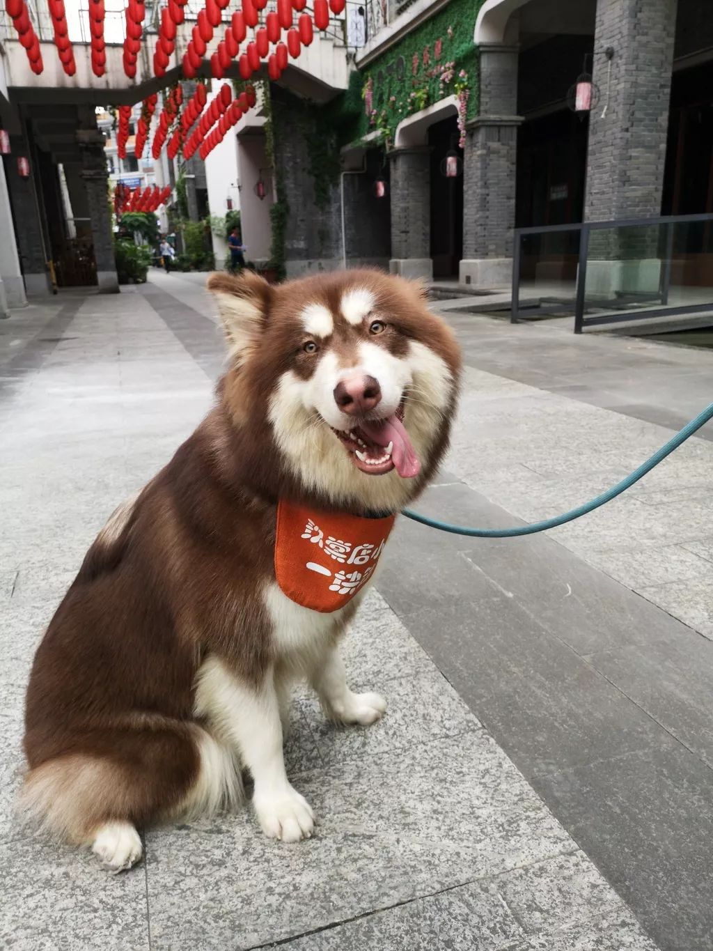 惹蜘蛛,惹了蜘蛛蜘蛛会记仇吗