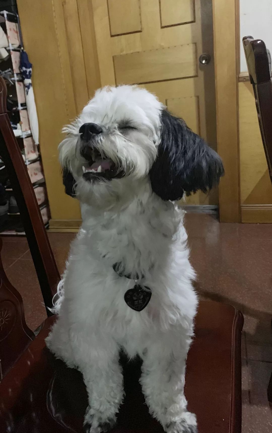 惹蜘蛛,惹了蜘蛛蜘蛛会记仇吗