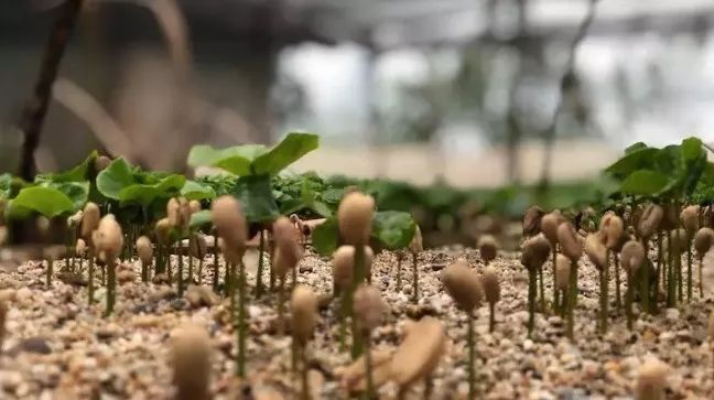 云南小粒种咖啡属于什么品种,咖啡品种最好的小粒种咖啡是什么