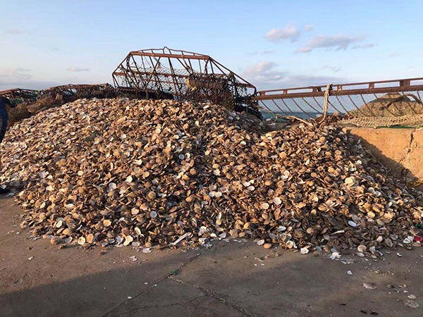 獐子岛扇贝消失的谜团追踪分析,獐子岛扇贝去哪里了