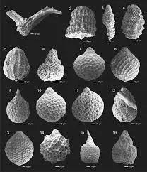 什么是硅,什么是硅橡胶