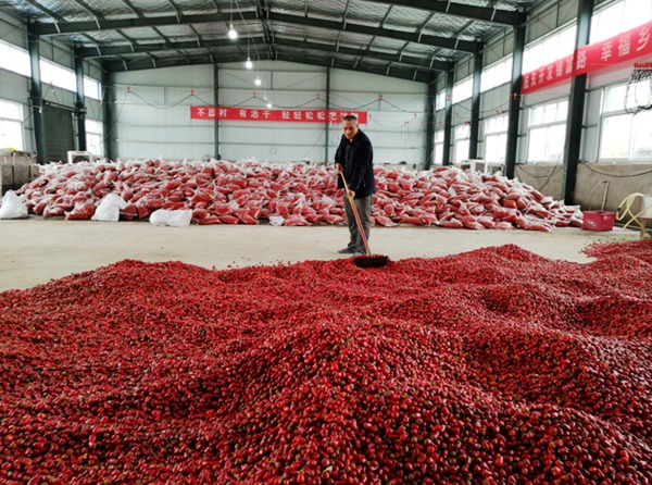 西华县做实产业扶贫助力乡村振兴,西华村是怎么致富的