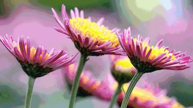 青秀山菊花展进入最佳观赏期,南宁青秀山菊花展门票多少钱一张