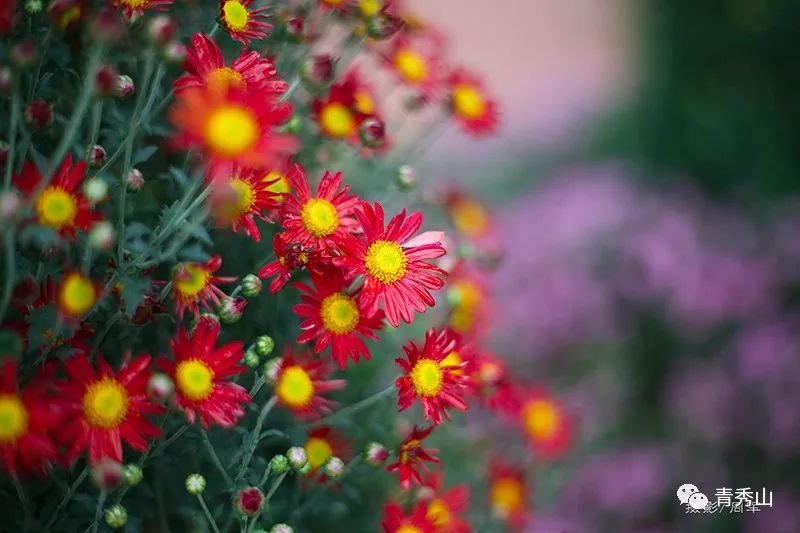 青秀山菊花展进入最佳观赏期,南宁青秀山菊花展门票多少钱一张