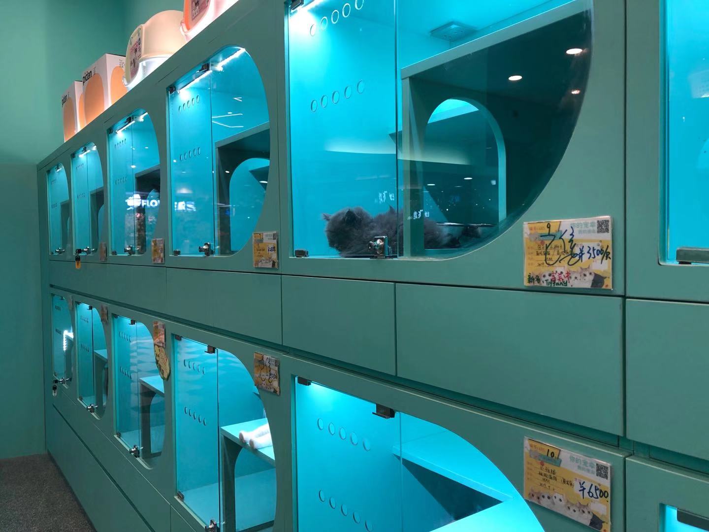 深圳宠物购物市场,深圳宠物用品商店地址