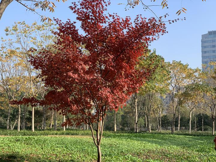 杭州大雪对龙井茶影响多大,浙江龙井茶受旱情况怎么样