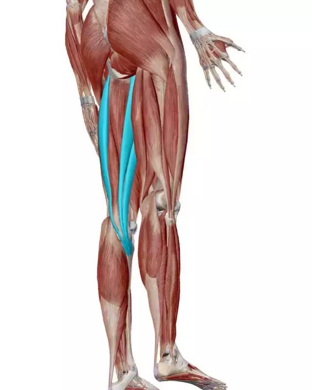 「临床干货」值得熟记，解剖基础知识点合集