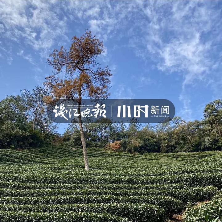 杭州大雪对龙井茶影响多大,浙江龙井茶受旱情况怎么样