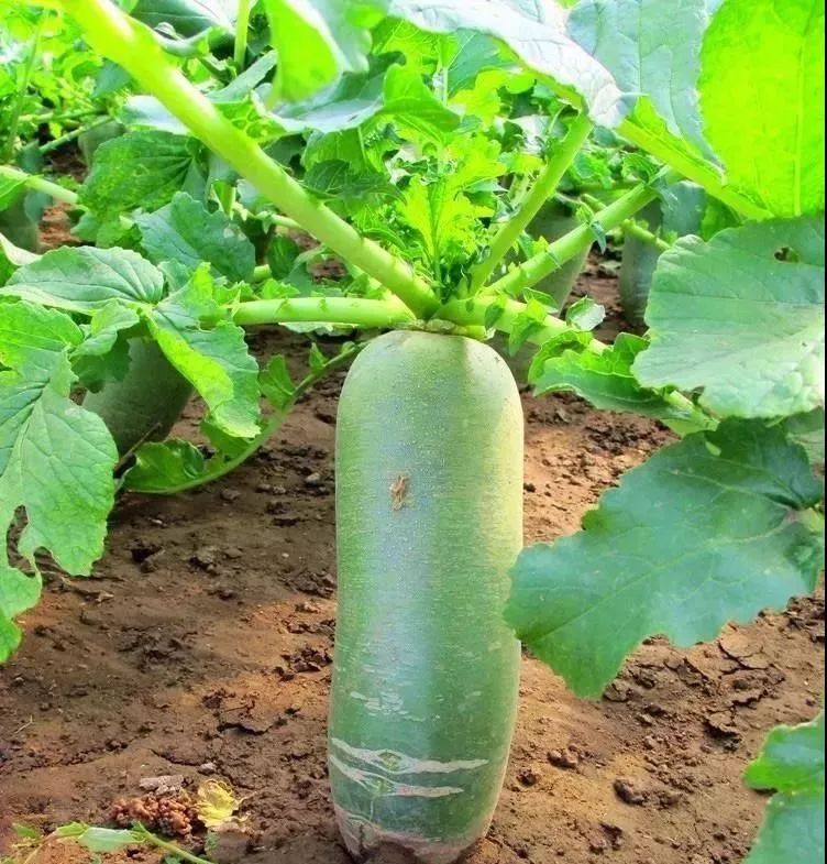 天津沙窝萝卜真的甜吗,天津沙窝萝卜最佳食用季节