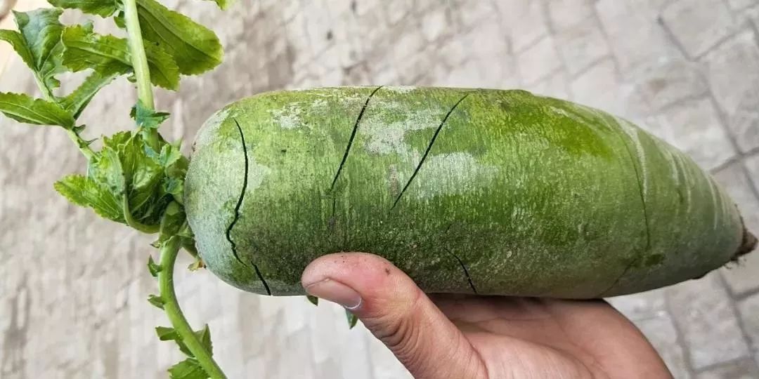 天津沙窝萝卜真的甜吗,天津沙窝萝卜最佳食用季节