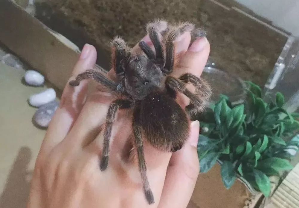 惹蜘蛛,惹了蜘蛛蜘蛛会记仇吗