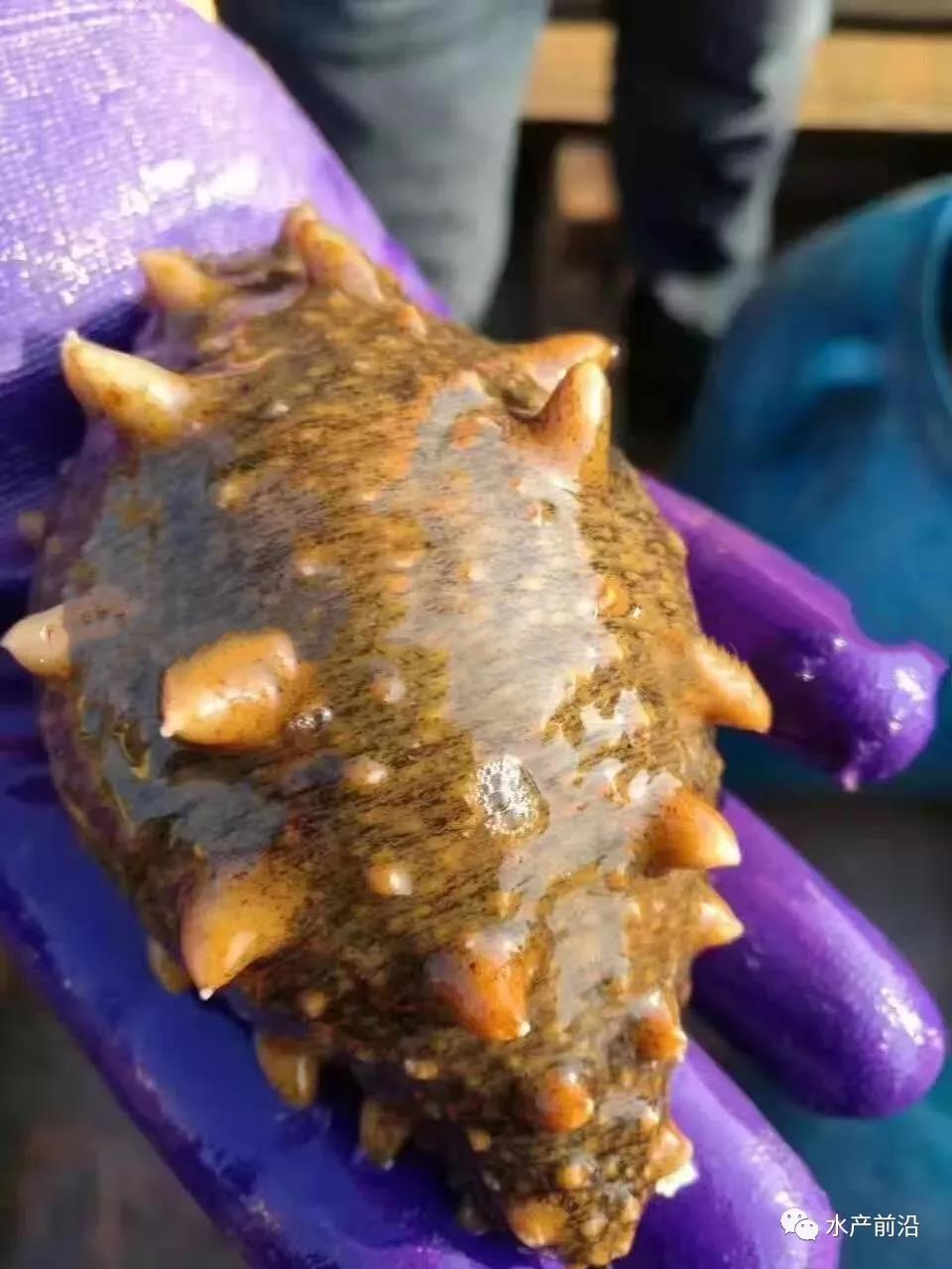 大连长海海燕家海参质量怎么样,哪里能买到正宗长海海参