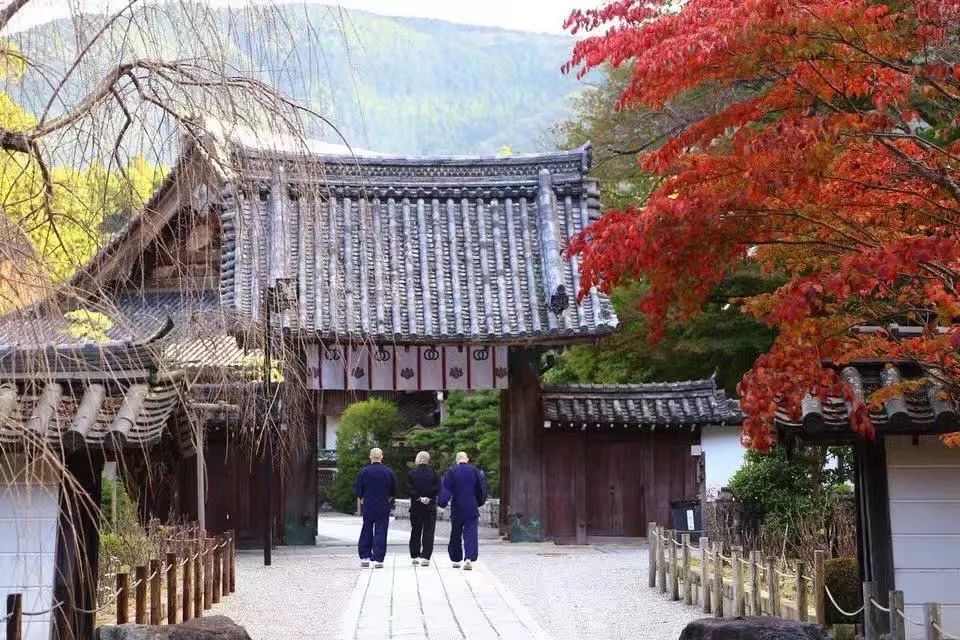 省钱又实用的日本“红叶狩”攻略错过又要等一年|用耳朵旅行的财经主播Nina