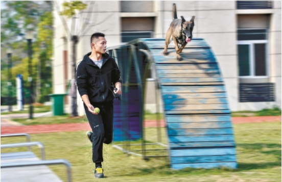 警犬的第一次攻击训练,警犬用每天训练吗