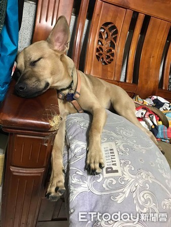 汪吃洁牙骨变身！性感翘臀秒电翻