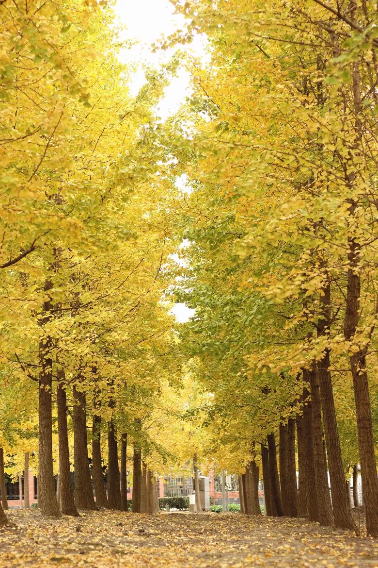 上海必打卡秋季美景,上海的秋季美景