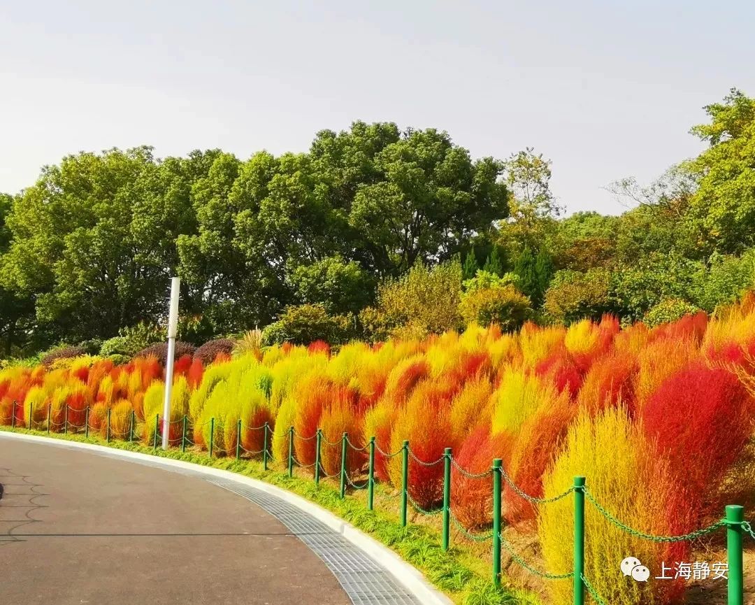 上海必打卡秋季美景,上海的秋季美景