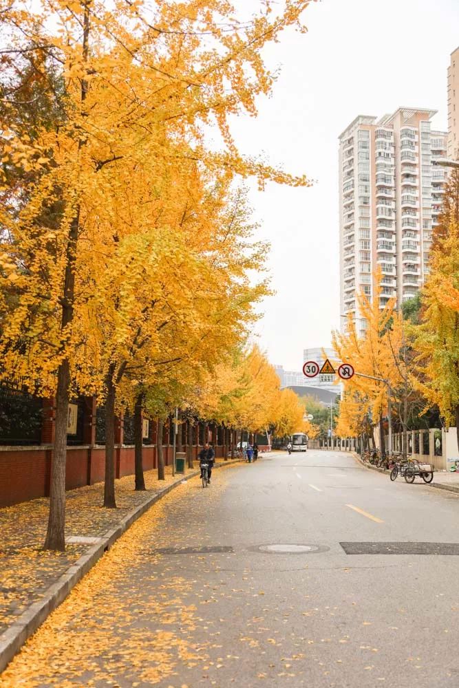 上海必打卡秋季美景,上海的秋季美景