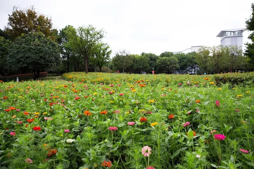 上海必打卡秋季美景,上海的秋季美景