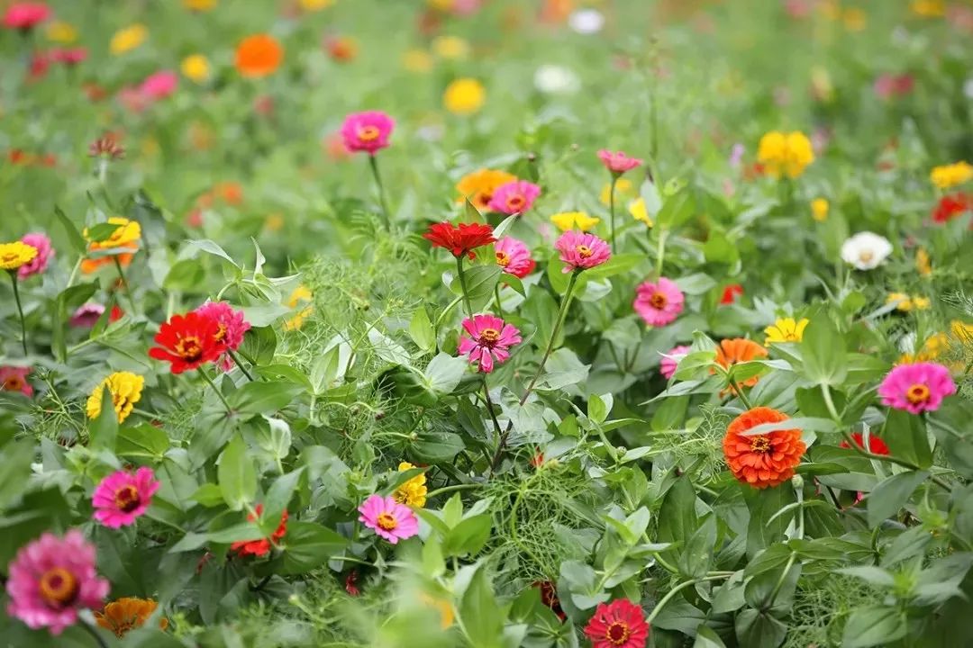 上海必打卡秋季美景,上海的秋季美景
