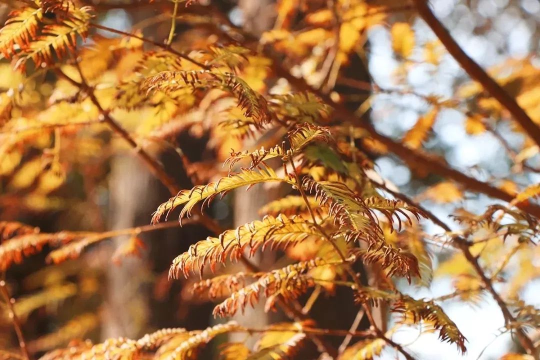上海必打卡秋季美景,上海的秋季美景