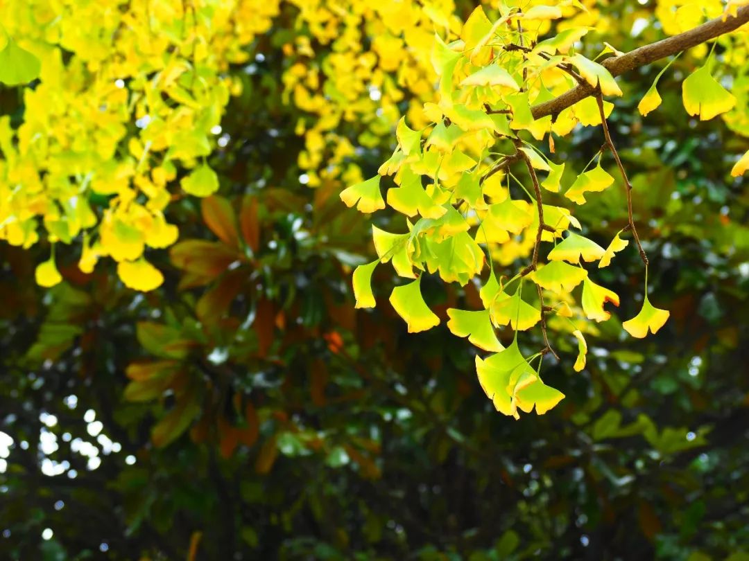 上海必打卡秋季美景,上海的秋季美景