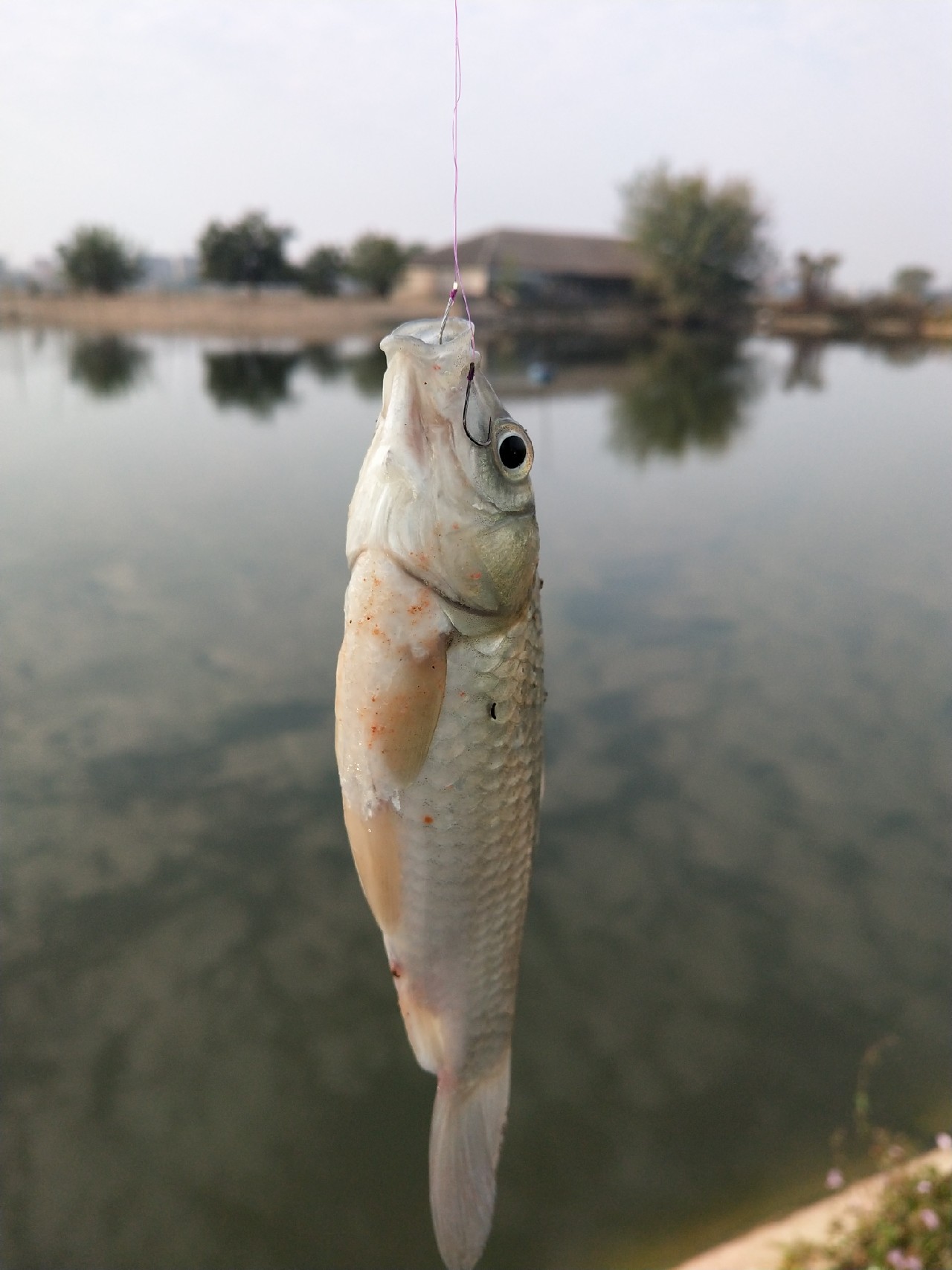 大号七星漂朝天钩专攻大板鲫,七星漂钓大板鲫用几号朝天钩