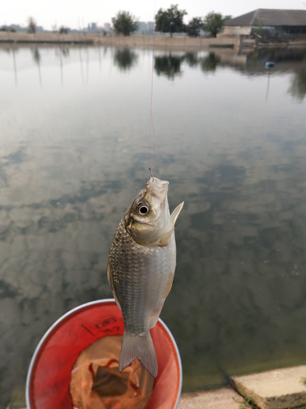 大号七星漂朝天钩专攻大板鲫,七星漂钓大板鲫用几号朝天钩
