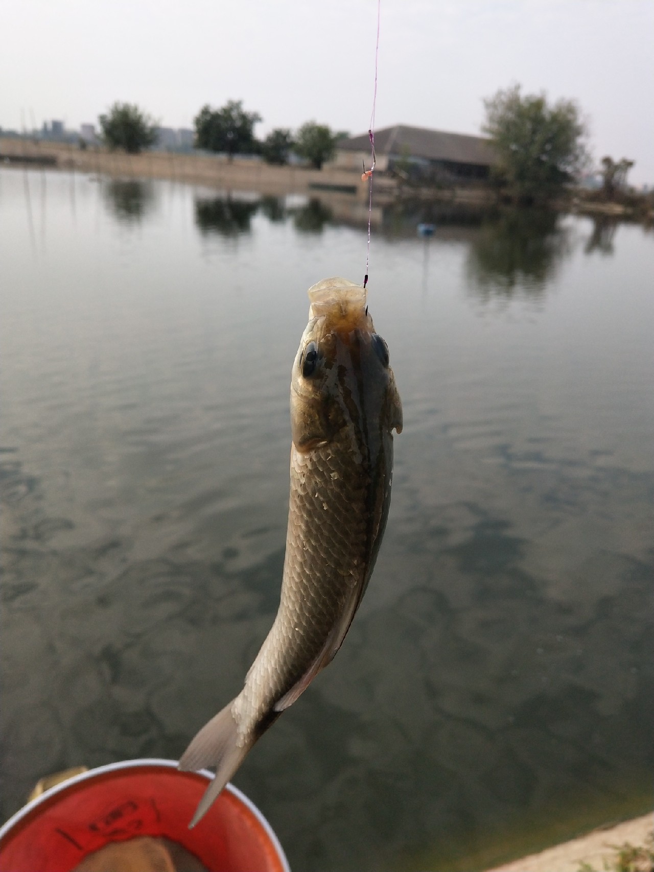 大号七星漂朝天钩专攻大板鲫,七星漂钓大板鲫用几号朝天钩