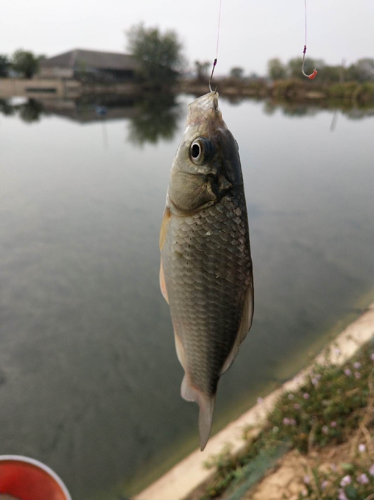 大号七星漂朝天钩专攻大板鲫,七星漂钓大板鲫用几号朝天钩