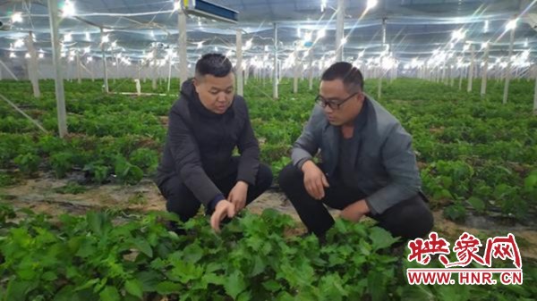 长垣市常村镇紫苏产业助力脱贫产品远销日韩