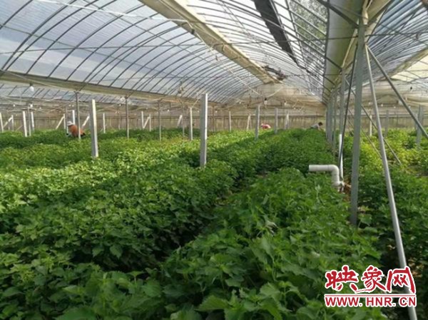 长垣市常村镇紫苏产业助力脱贫产品远销日韩