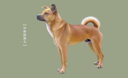 中华田园犬几个月大才会认主人,中华田园犬几个月能认主人