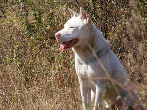 中华田园犬几个月大才会认主人,中华田园犬几个月能认主人